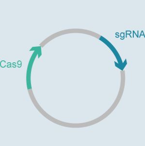 crispr sgrna载体构建