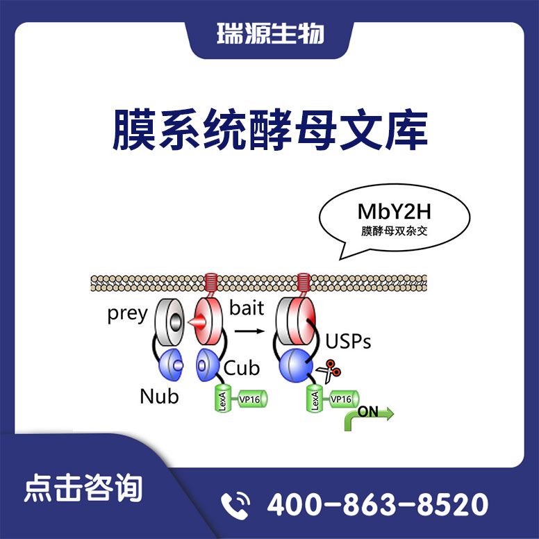 膜系统酵母文库(酵母双杂交/膜酵母双杂交/膜系统文库构建/膜系统文库筛选/酵母双杂文库构建/酵母双杂交文库筛选)